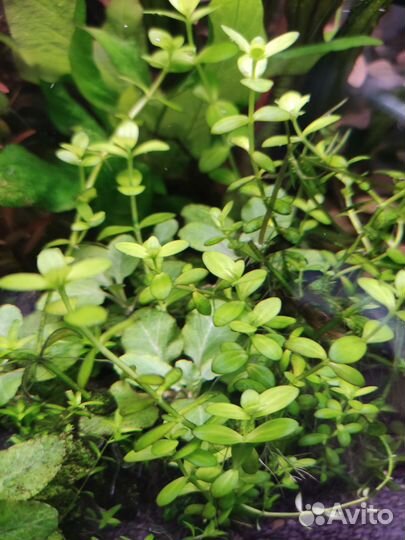 Набор растений+цветные креветки