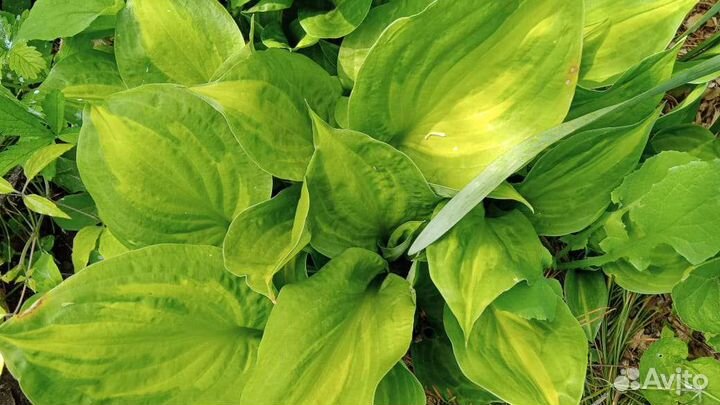 Хоста растение