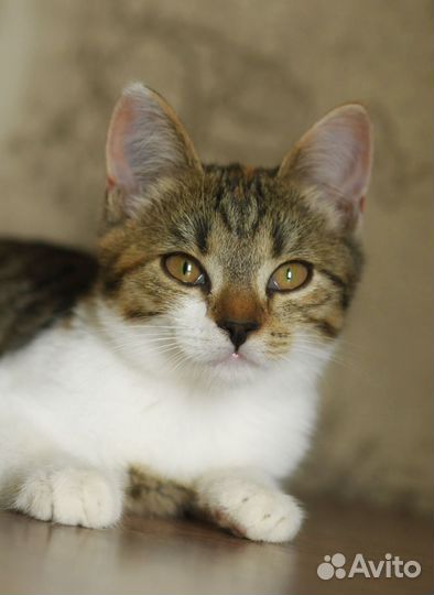 Красивая и ласковая трехцветка Рыся ищет семью