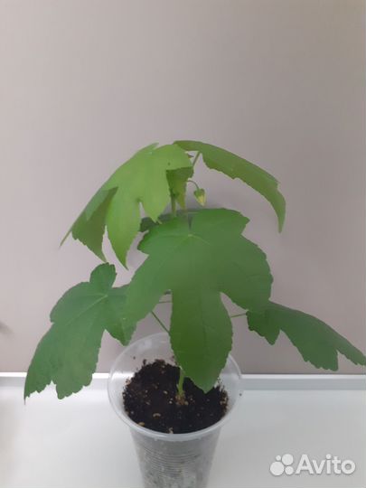 Крассула, калатея, бегония, рео, гипестис