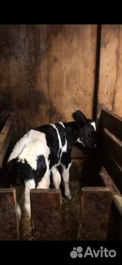 Телочка 2 месяца