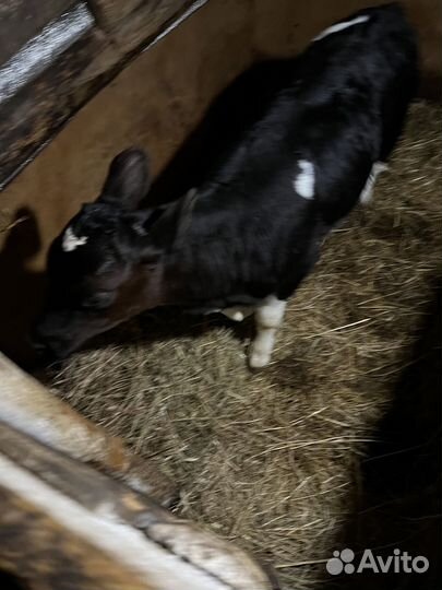 Продам тёлочку