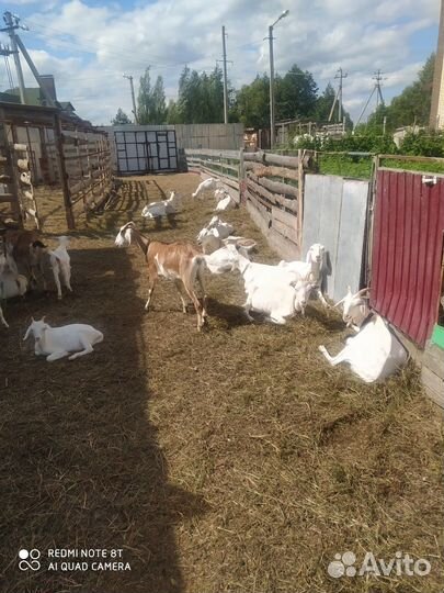 Продам коз и козлят на племя