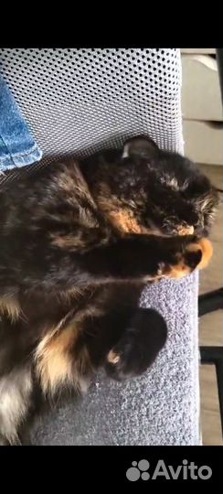 Кошки в добрые руки