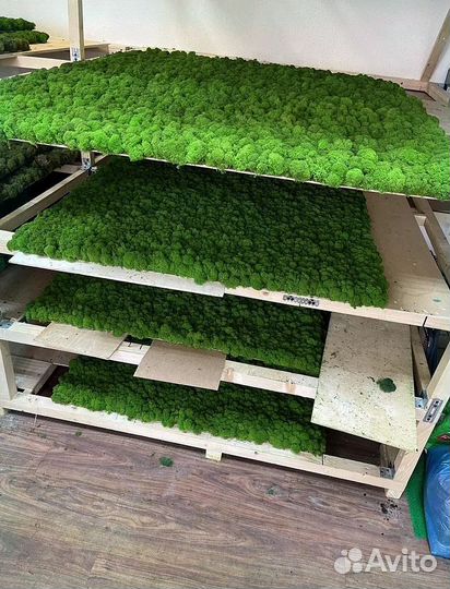 Стабилизированный мох панно