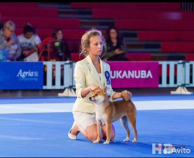 Услуги хендлера