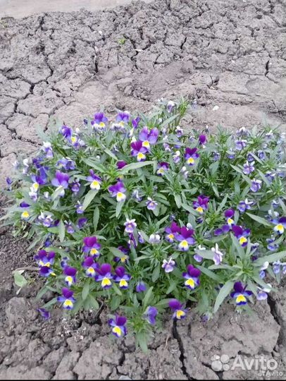 Анютины глазки многолетние