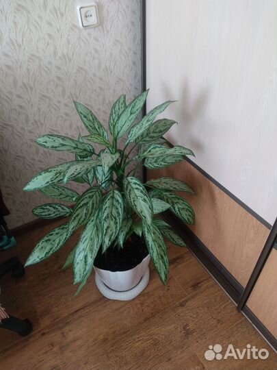 Комнатные растения цветы