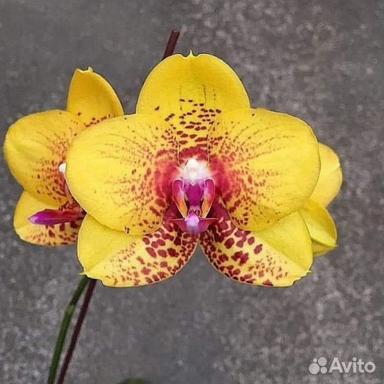 Орхидея фаленопсис Phal. Ark's Kaiulani воск