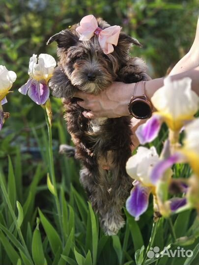 Девочка йорк блю мерле