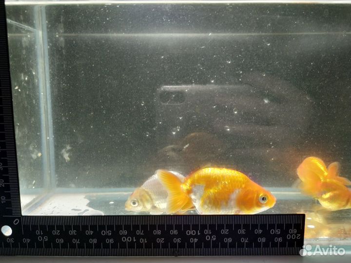 Золотая рыбка ранчу, грот, иск. растения