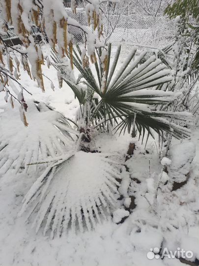 Рассада пальм и цветы