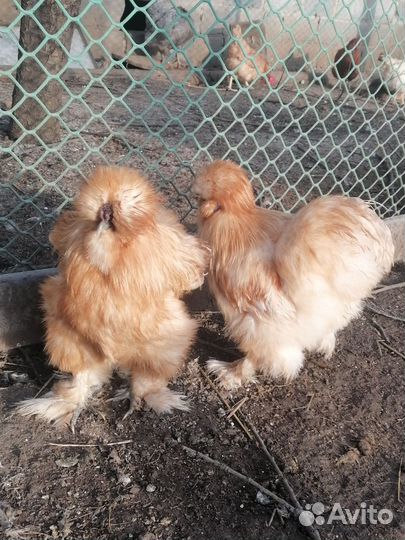 Китайские шелковые куры