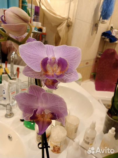 Орхидея фаленопсис