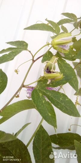 Маракуйя северная, пассифлора инкарнатная