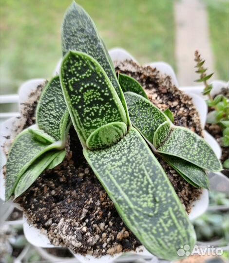 Суккуленты, комнатные растения