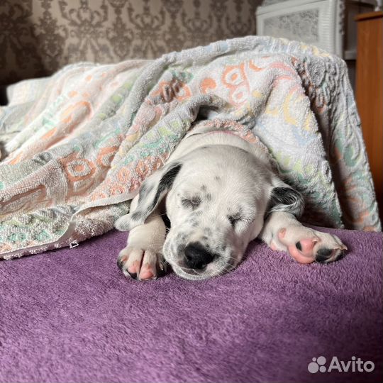 Щеночки далматина