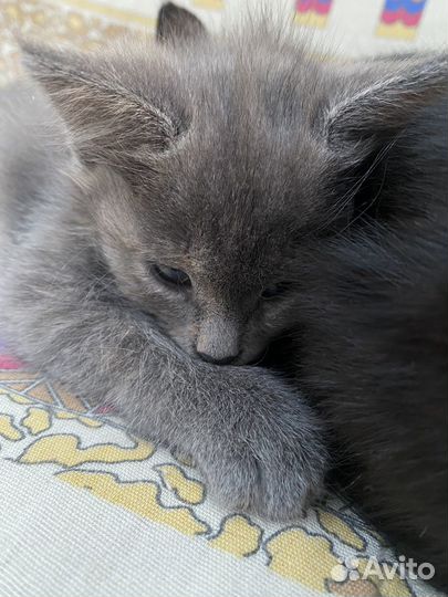 Отдам котят в добрые руки