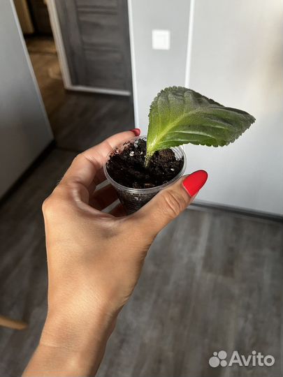 Глоксиния сортовая