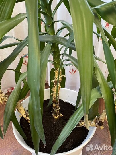 Юкка, пальма, офисное растение