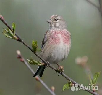 Певчие лесные птицы