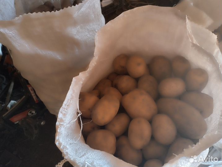 Продам картошку
