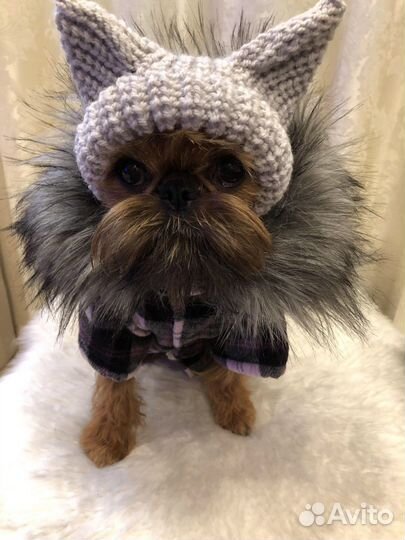 Одежда для собак