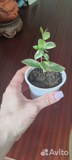 Мирт крупнолистный вариегатный, эхмея, гемантус