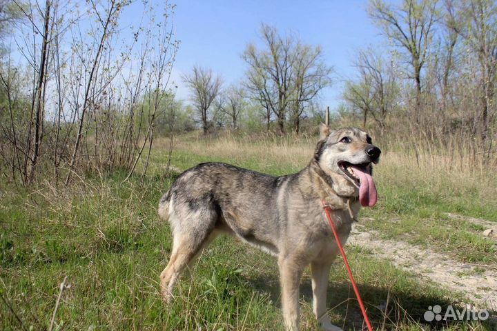 Собака Самара