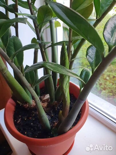 Замиокулькас