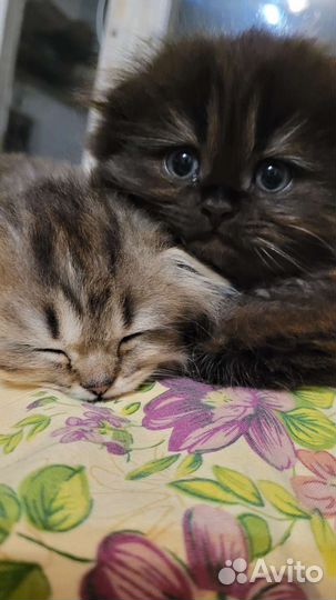 Шотландцы котята-лучший подарок ребёнку и девушке