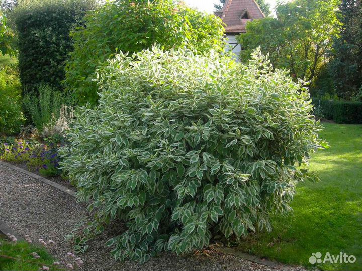 Саженцы дерен пестролистный Айвори Хало