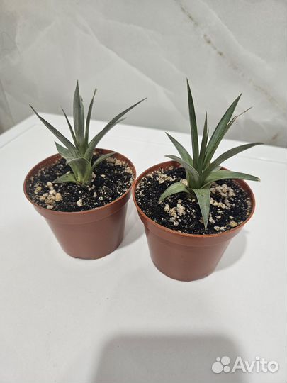 Комнатные цветы бесплатно