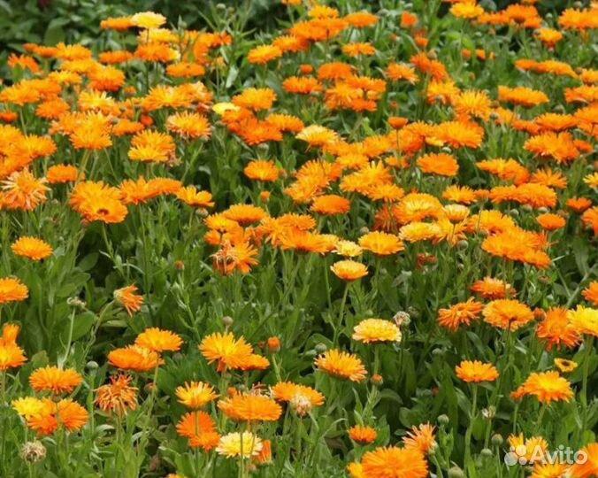 Семена Календулы лекарственной