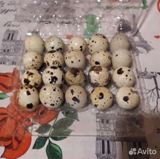 Яйца перепелиные домашние