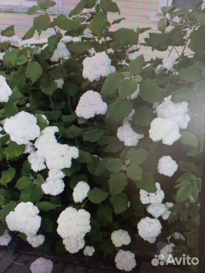 Гортензия Анабель саженцы трехлетки