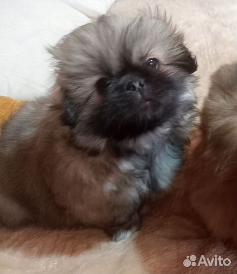 Щенки пекинеса