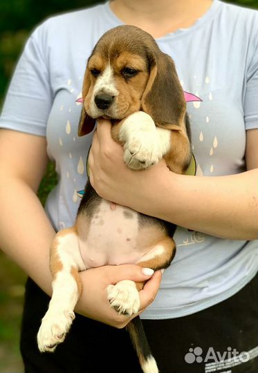 Щенки лабрадора