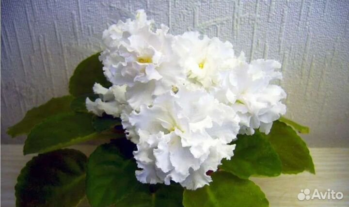 Фиалки сортовые