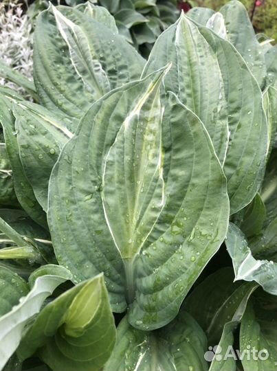 Хоста Стриптиз