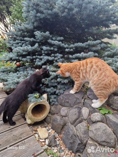 Котики бесплатно 4 месяца