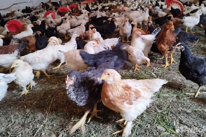 Куры молодки несушки домашние