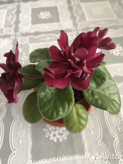 Фиалки сортовые,цветущие и детки