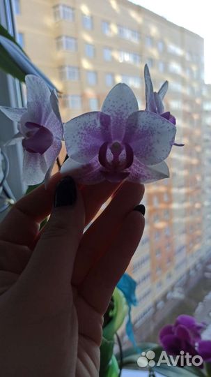 Орхидея Phalaenopsis Rotterdam