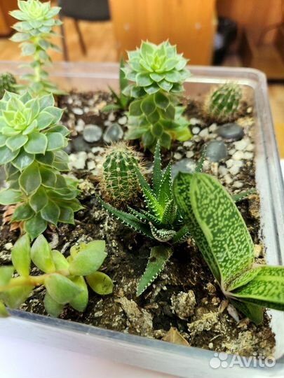 Кактусы и суккуленты