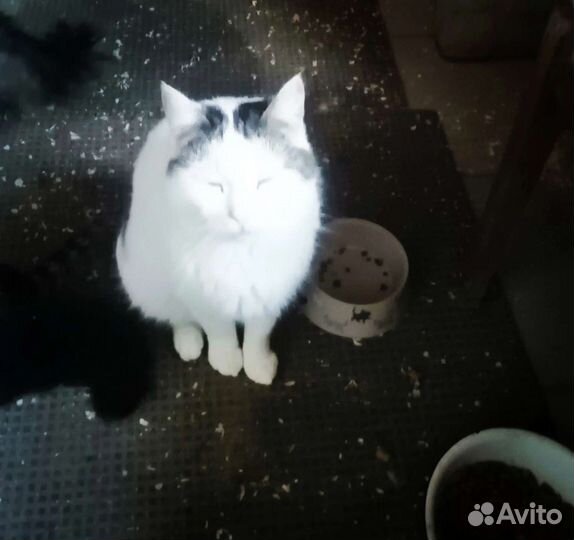 Приютский кот Снежок мечтает о доме