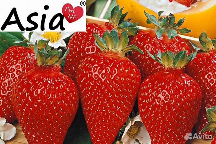 Саженцы клубники