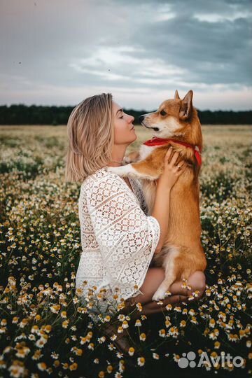 Фотосессия с Корги, Корги для фотосессии