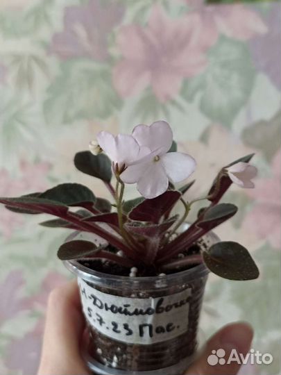 Фиалка Н-Дюймочочка