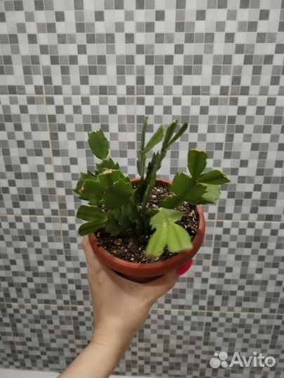 Декабрист шлюмбергера